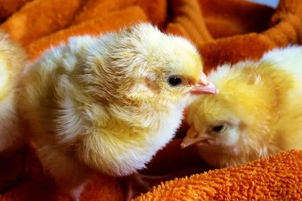 小鸡崽子吃什么东西