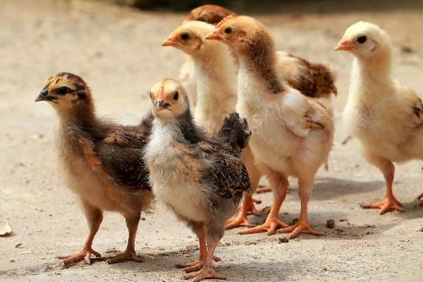 小鸡崽子吃什么东西