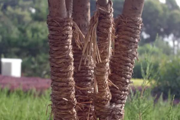 树上喷什么药羊就不吃