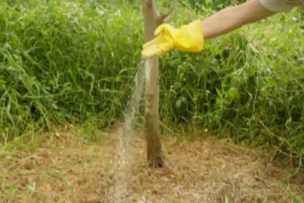 环嗪酮杀竹子效果,使用方法