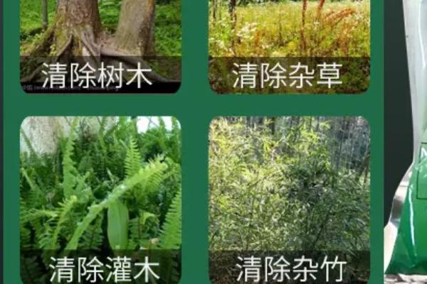 环嗪酮杀竹子效果,使用方法
