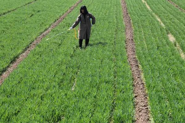 小麦拔节期用什么除草剂