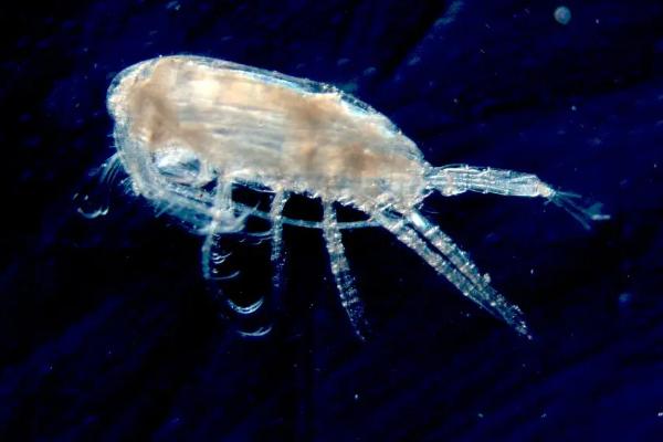 水蚤几天繁殖一代