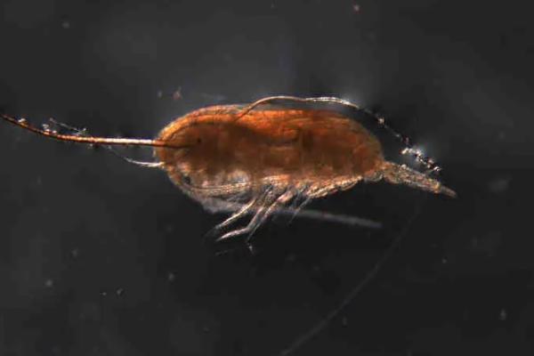 水蚤几天繁殖一代