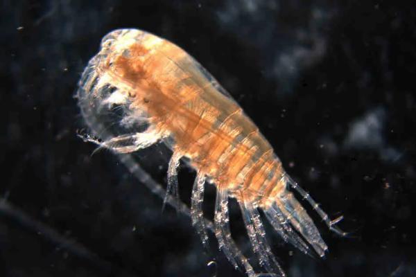 水蚤几天繁殖一代