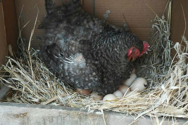 怎么让母鸡快速抱窝