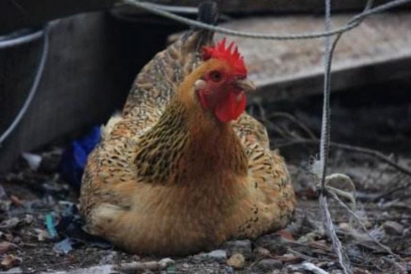 怎么让母鸡快速抱窝