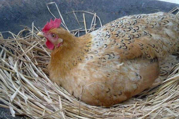 怎么让母鸡快速抱窝