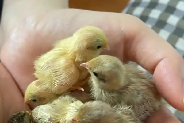 芦丁鸡蛋孵化多少天出壳