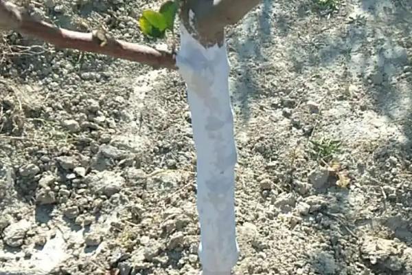 树上喷什么药羊就不吃