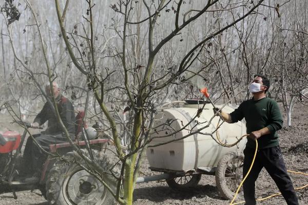 树上喷什么药羊就不吃