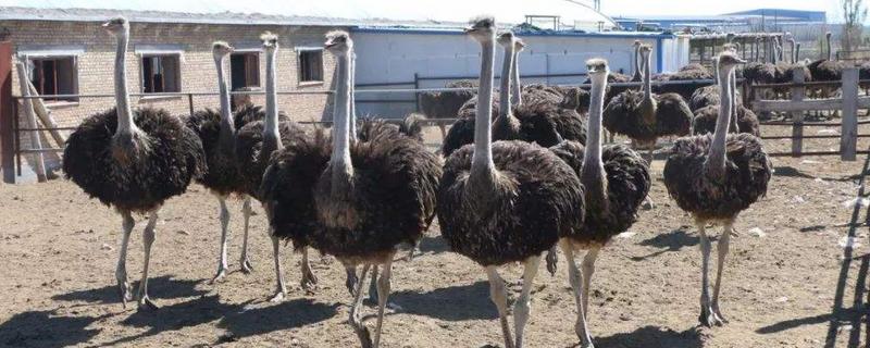 养鸵鸟需要什么条件