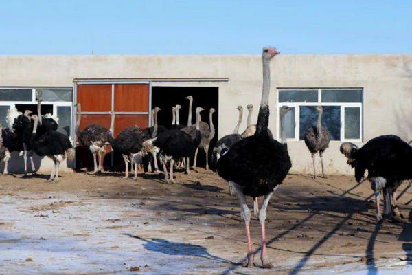 养鸵鸟需要什么条件