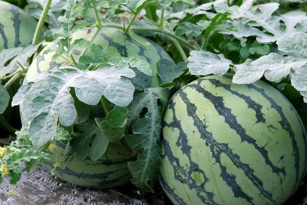 露天西瓜怎么种植方法如下