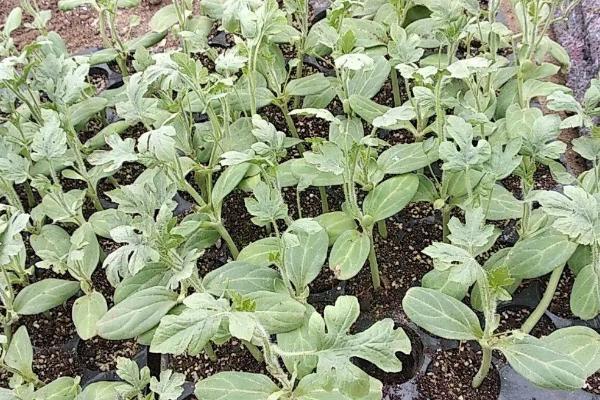 露天西瓜怎么种植方法如下