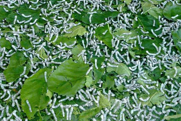 蚕宝宝孵化的条件和方法