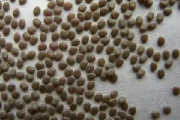 蚕宝宝孵化的条件和方法