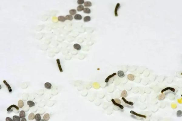 蚕宝宝孵化的条件和方法