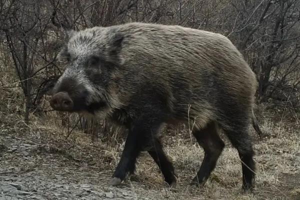 野猪怕什么
