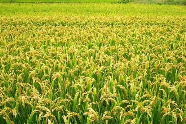 马里水稻种植面积不断扩大可能带来的环境问题