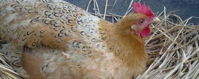 只养母鸡不养公鸡能下蛋吗