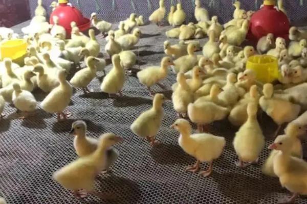 小鹅晚上怎么保暖