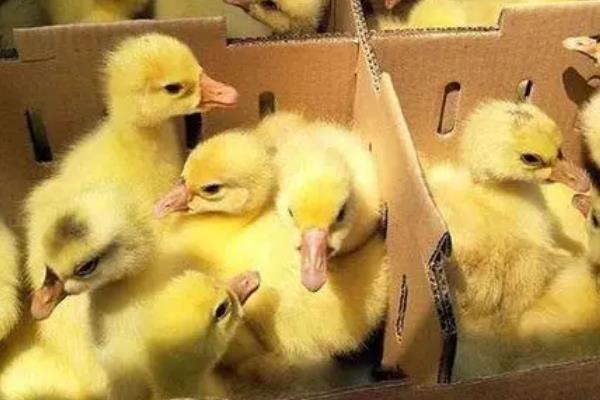 小鹅晚上怎么保暖