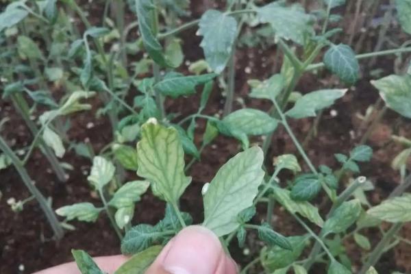 番茄病害,分别如何防治