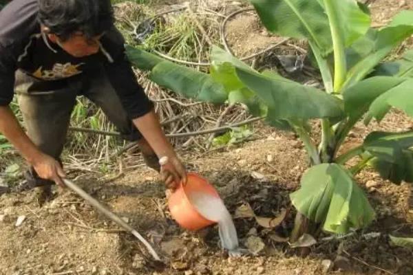 香蕉用什么肥料能快速生长