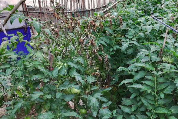 番茄病害,分别如何防治