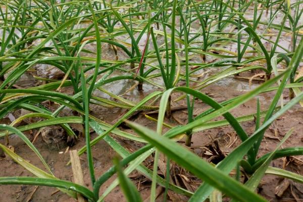 大蒜控旺用什么药，大蒜除草剂什么时候打效果好