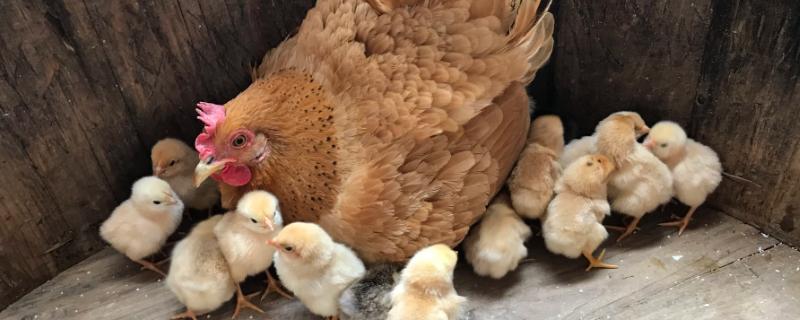 母鸡带小鸡成活率高吗