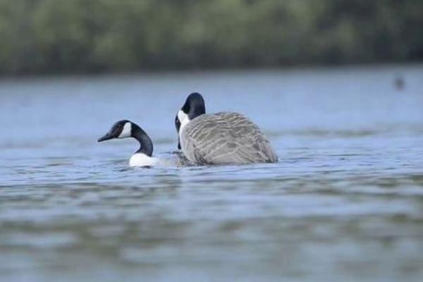 鹅是怎么受精繁殖