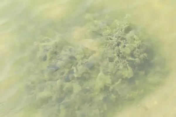 腐植酸钠在水产养殖副作用，腐植酸钠的作用与用途