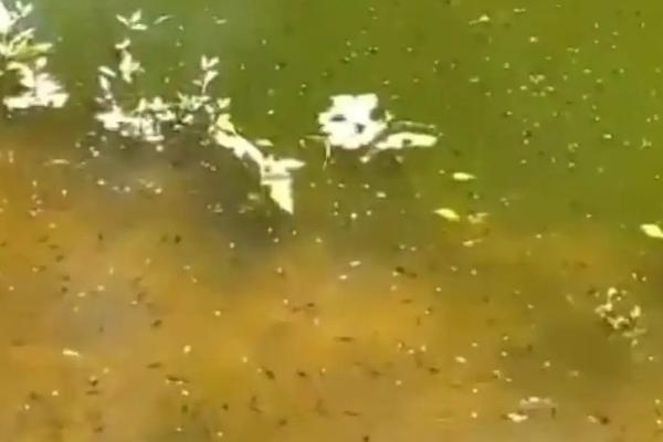 腐植酸钠在水产养殖副作用，腐植酸钠的作用与用途