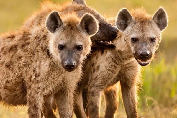 斑鬣狗如何繁殖,鬣狗的天敌是什么