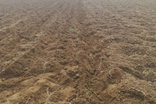 花生高产栽培技术的8个要点