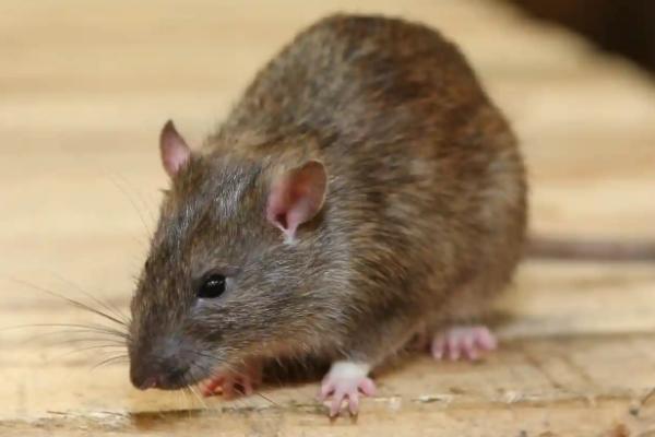 老鼠几个月可以生小老鼠