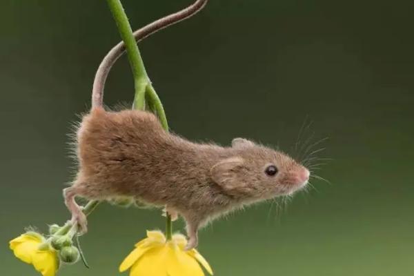 老鼠几个月可以生小老鼠