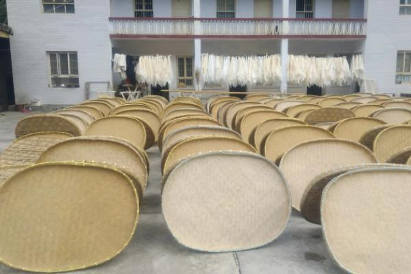 蚕的养殖方法和注意事项