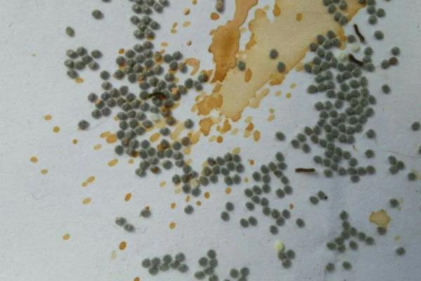 蚕的养殖方法和注意事项