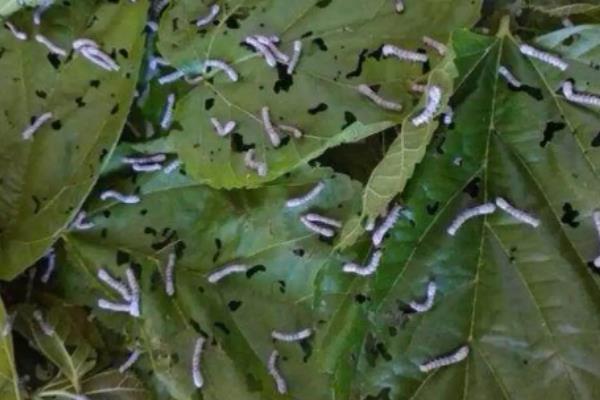 蚕的养殖方法和注意事项