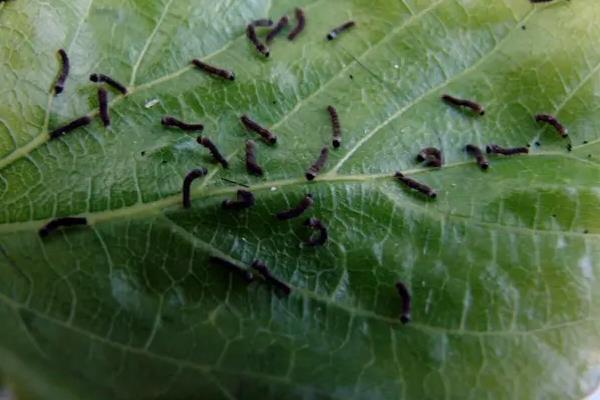 蚕的养殖方法和注意事项