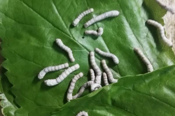 蚕的养殖方法和注意事项