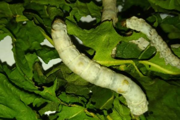 蚕的养殖方法和注意事项