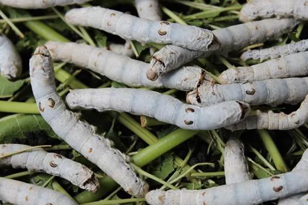 蚕的养殖方法和注意事项