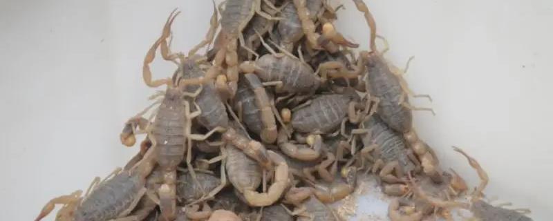 如何养殖蝎子技术