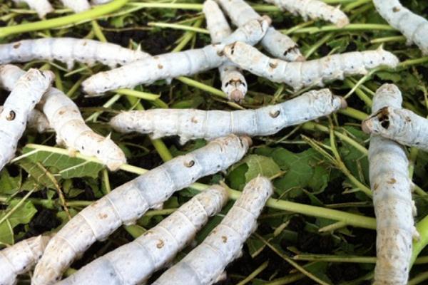 蚕几月份开始养