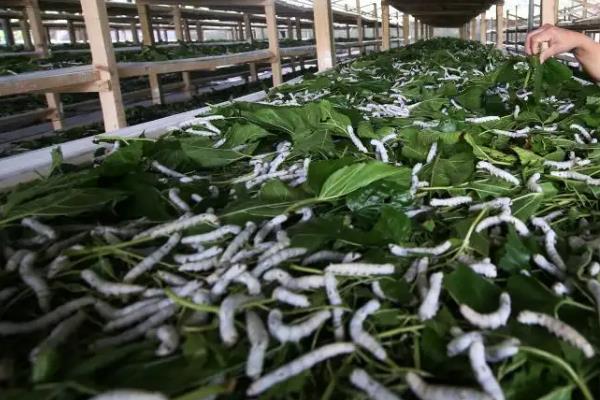 蚕几月份开始养