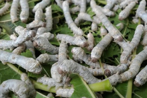 蚕几月份开始养